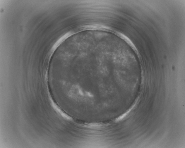 X0000082720946200702232318