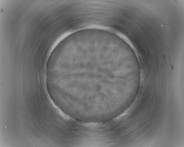 X0000082721048200702232316