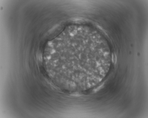 X0000082721155200702232314