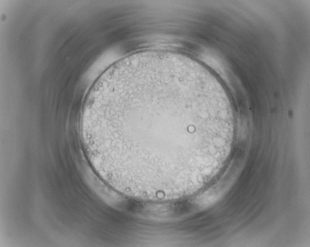 X0000082721338200702232312