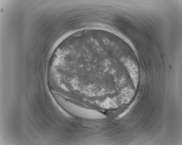 X0000082721533200702232308