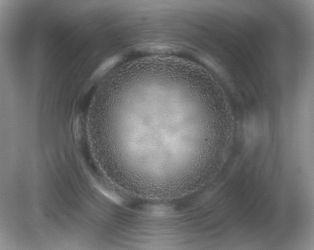 X0000082730165200701261254