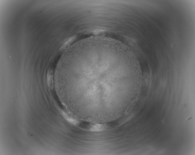 X0000082730527200701261248
