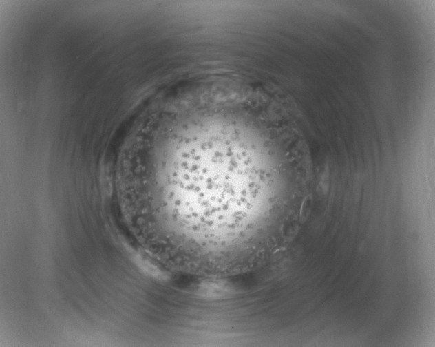 X0000082730666200701261246