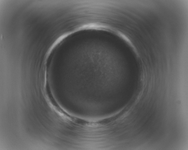 X0000082731323200701261235