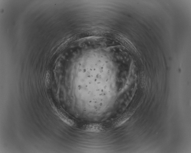 X0000082730077200702091848