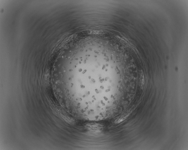 X0000082730557200702091840