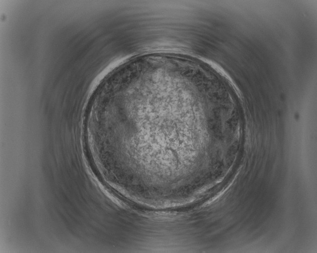 X0000082731333200702091828