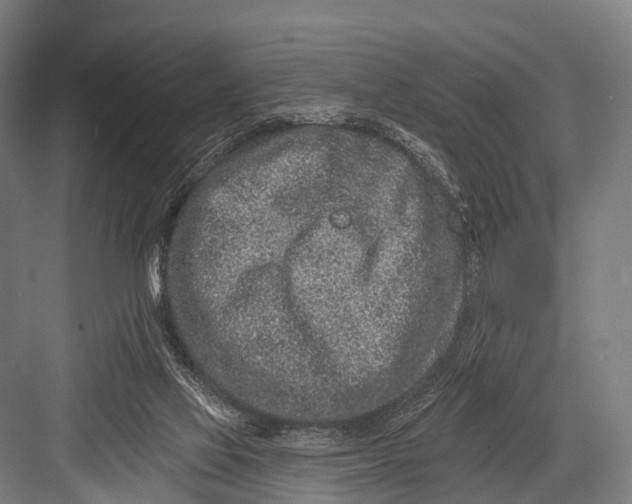 X0000082730069200702161918