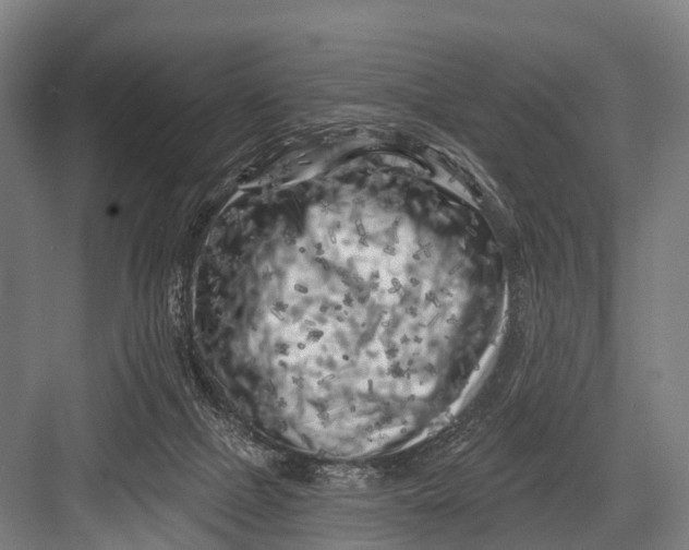 X0000082730073200702161918