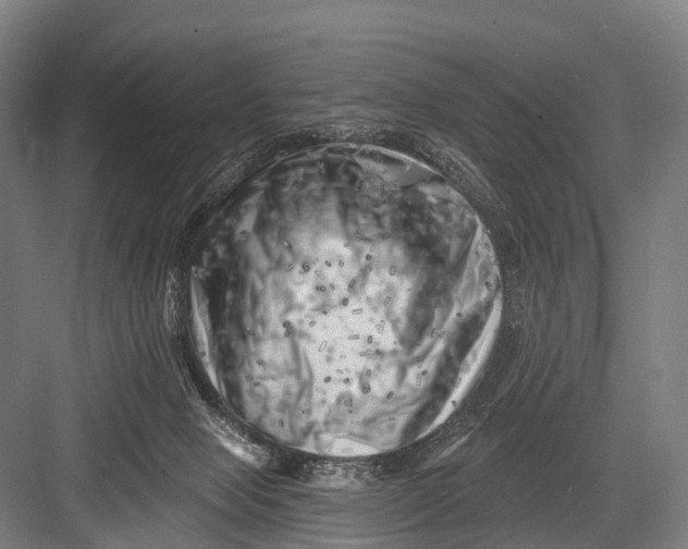 X0000082730077200702161918