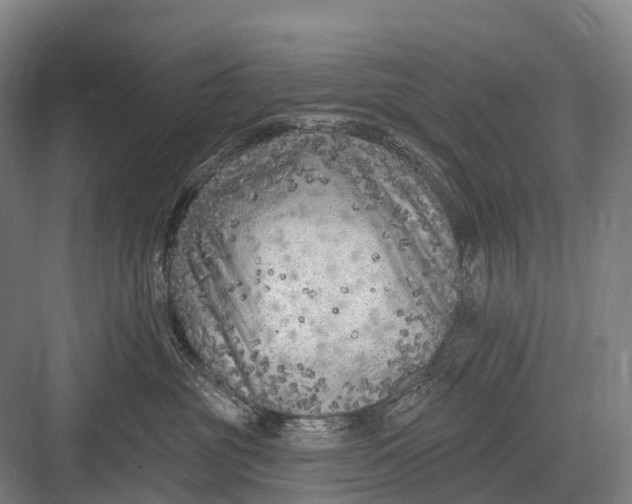 X0000082730381200702161913