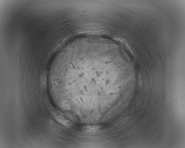 X0000082730495200702161911