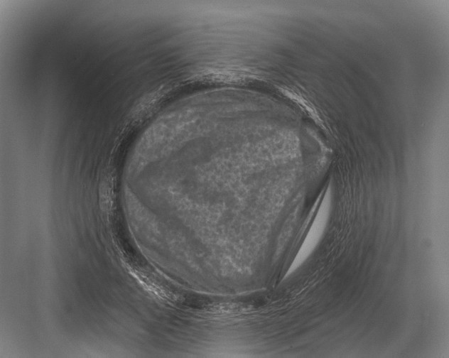 X0000082730736200702161906