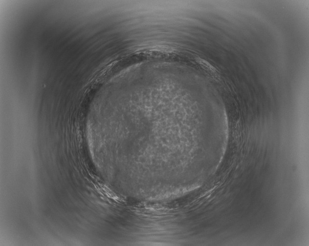 X0000082730774200702161906