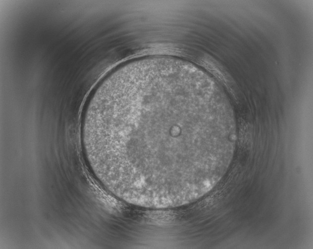 X0000082730836200702161905