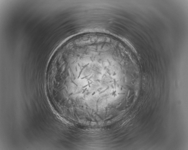 X0000082730895200702161904