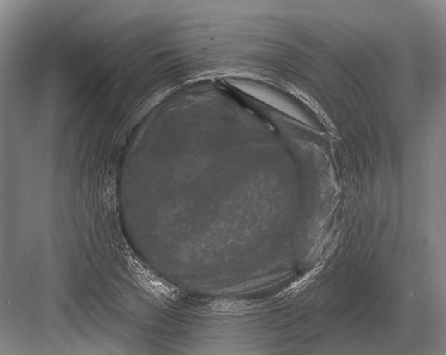 X0000082730977200702161903