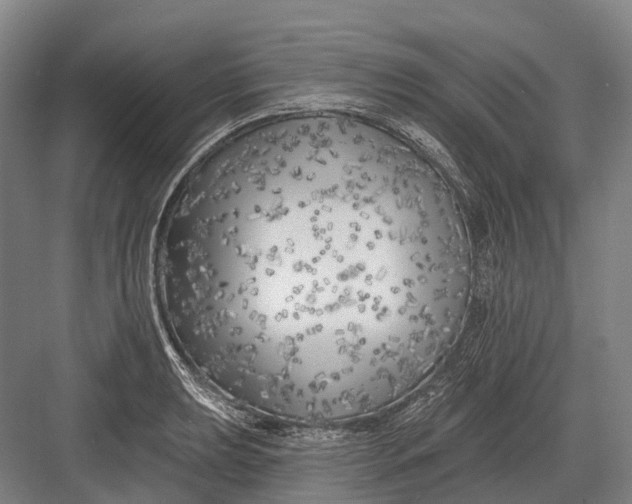 X0000082731039200702161902