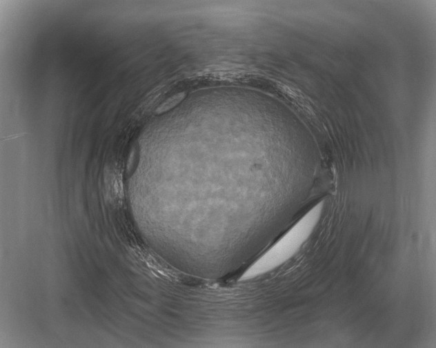 X0000082731155200702161900