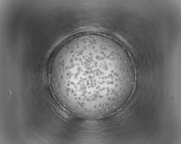 X0000082731215200702161858