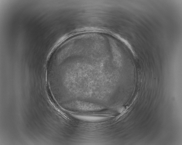 X0000082731365200702161856