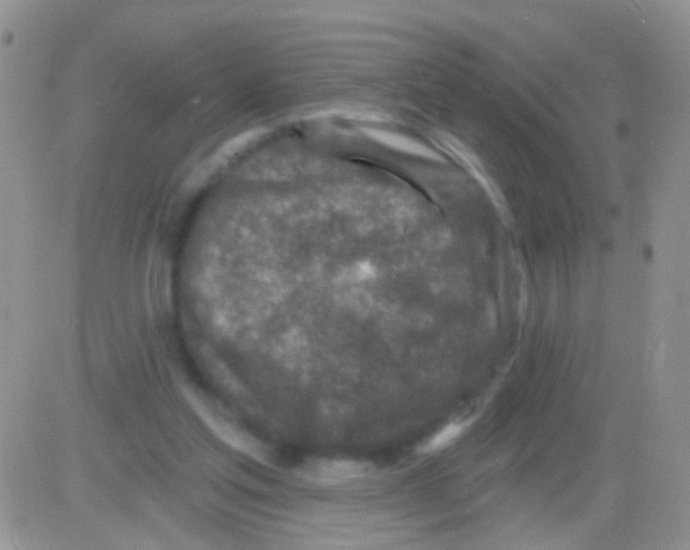 X0000082730205200702232355