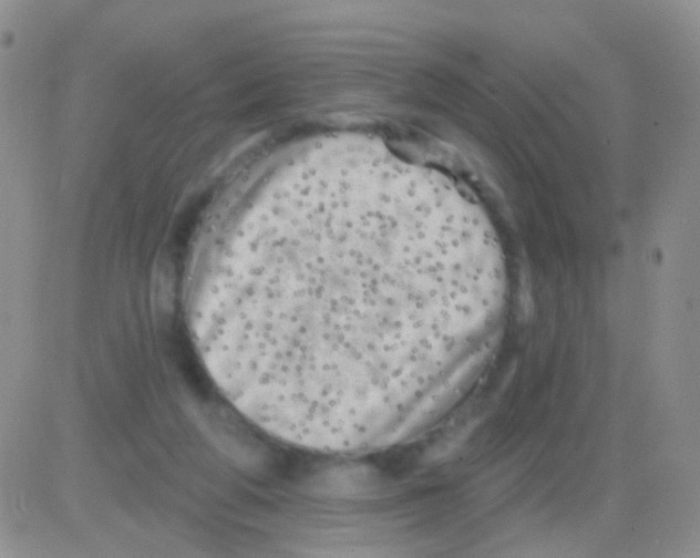 X0000082730210200702232355