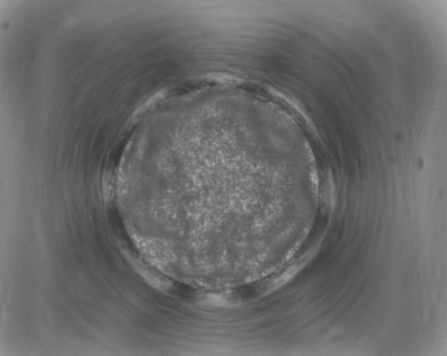 X0000082730285200702232355