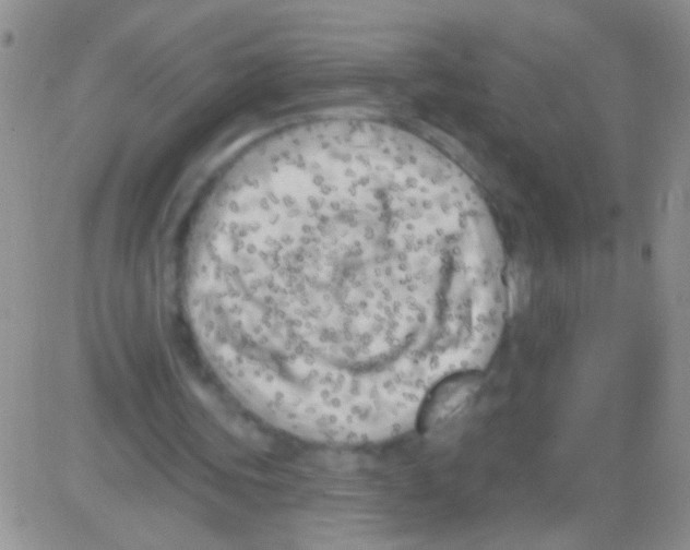 X0000082730339200702232353