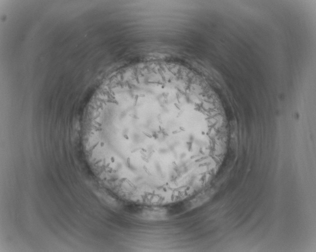 X0000082730369200702232353