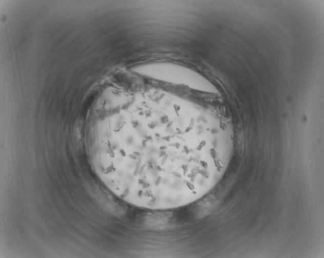 X0000082730373200702232353