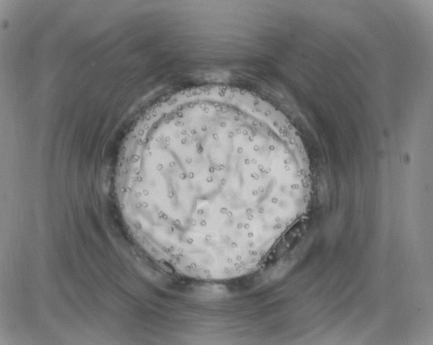 X0000082730374200702232353