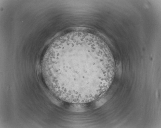 X0000082730381200702232353