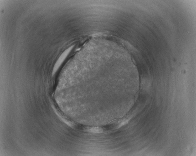 X0000082730383200702232353