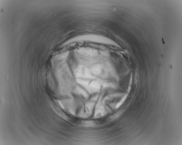 X0000082730409200702232352