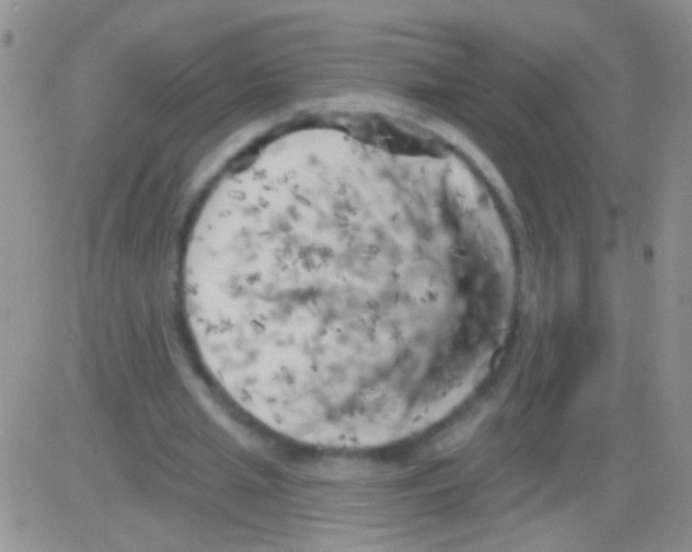 X0000082730437200702232351