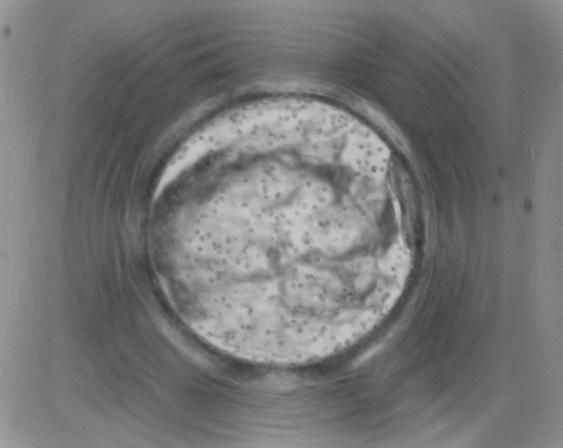 X0000082730441200702232351