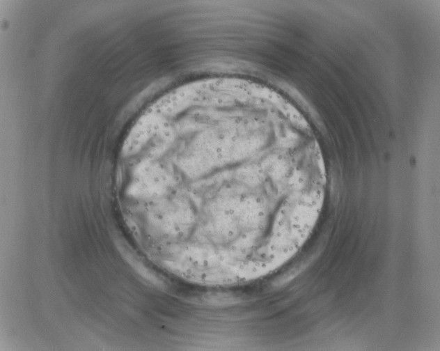 X0000082730445200702232351