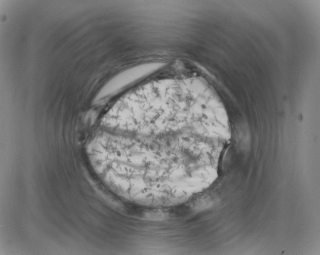 X0000082730470200702232352