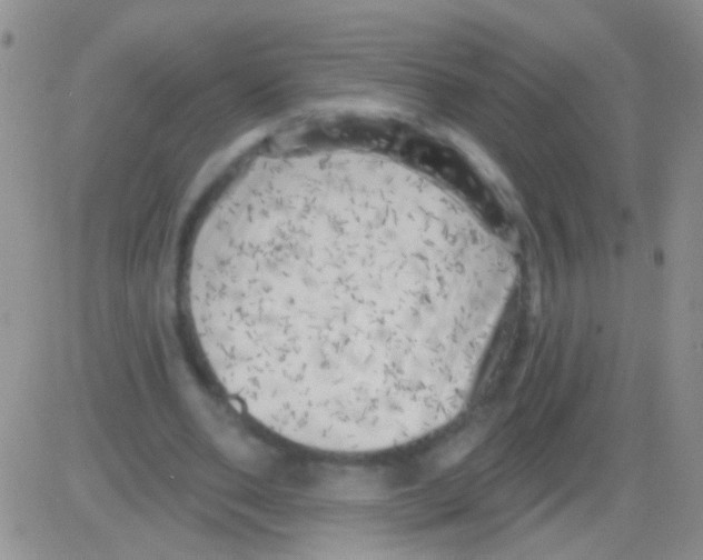 X0000082730486200702232351