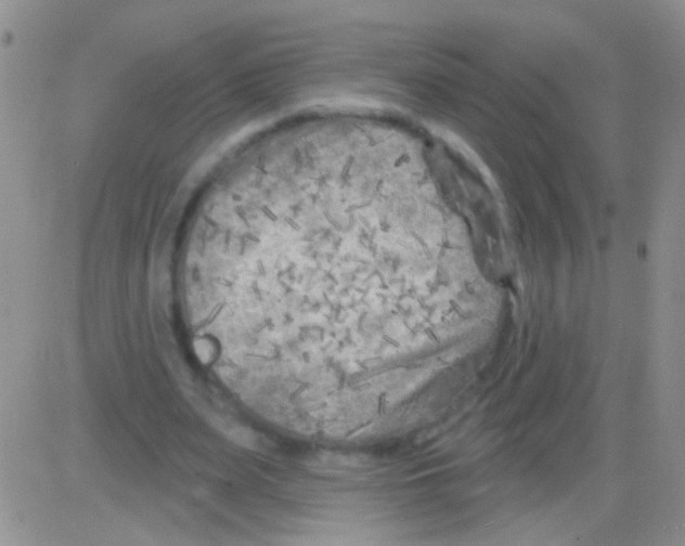 X0000082730487200702232351