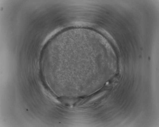 X0000082730488200702232351