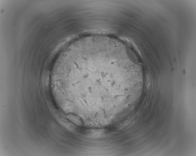 X0000082730495200702232351