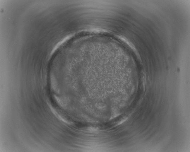 X0000082730496200702232351