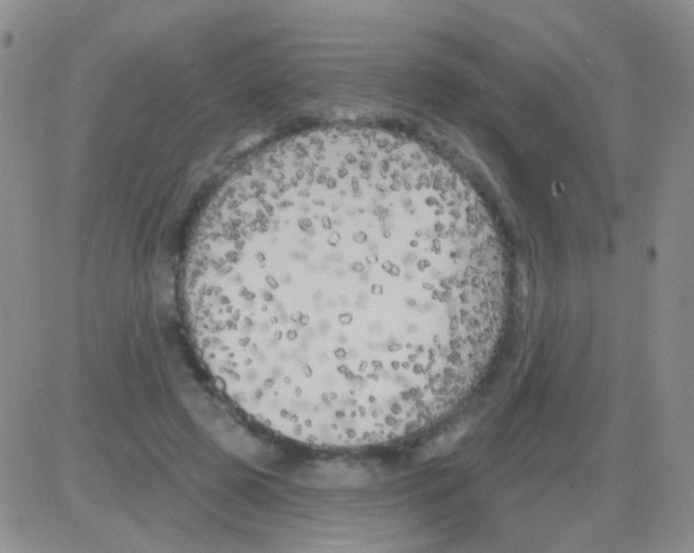 X0000082730545200702232350