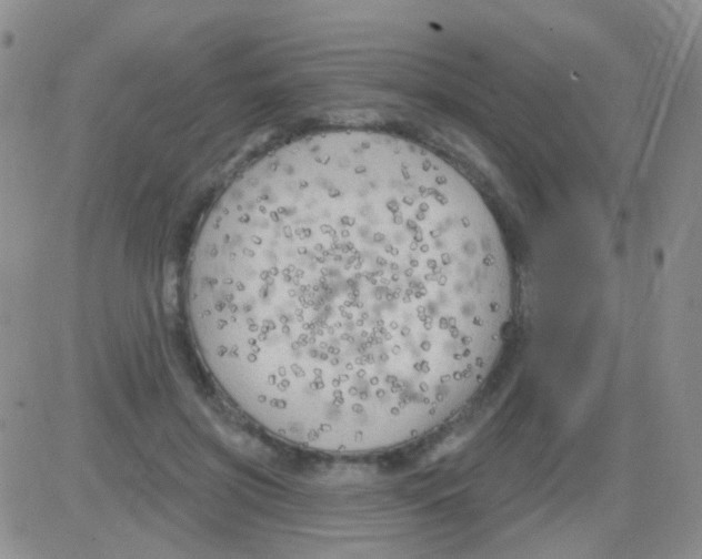 X0000082730549200702232350