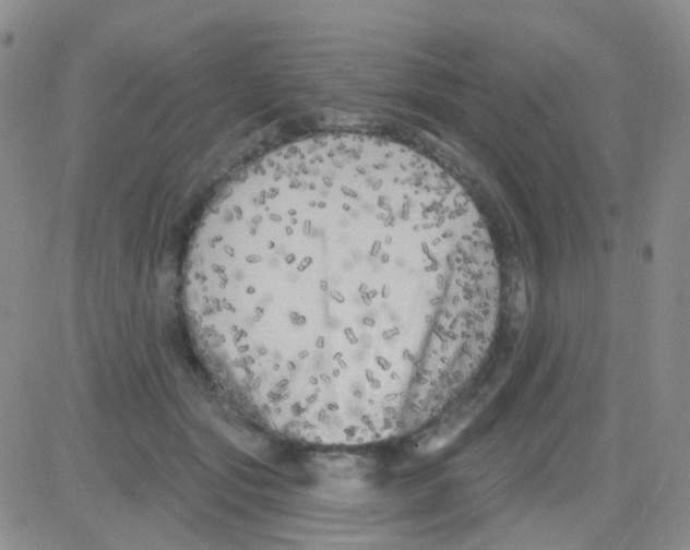 X0000082730557200702232350