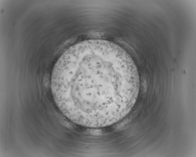 X0000082730665200702232348