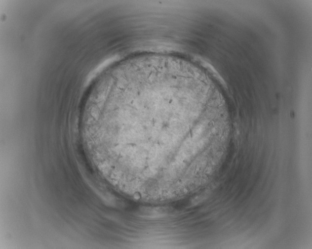 X0000082730679200702232348